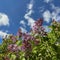 pink lilac blooms in the city in spring