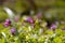 Pink, lilac and blue Suffolk lungwort inflorescence, wood meadow on early spring sundawn, background header