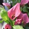 Pink lilac Calla Lily flowers with rain drops