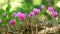 Pink lilac cyclamen hederifolium flowers grow on forest edge in a botanical garden, park, forest in the wild in