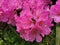 Pink-lilac flowers of the Makino rhododendron Latin: rhododendron makinoi Tagg in the botanical garden of St. Petersburg