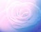 Pink lilac rose illustration for designs and backgrounds.