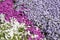 Pink, lilac and white phlox