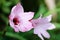 Pink lilies in a tropical flower garden