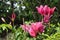 Pink Lilium \\\'Arbatax\\\' highly romantic-looking flower