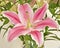 Pink lilium flower closeup