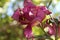 Pink Lilium Unfurling