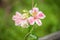 Pink lilium with waterdrops on it in a glass bottle