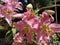 Pink lilly flower head, fresh summer petal, closeup beauty in nature , natural summer background