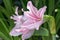 Pink lilly flower on natural green background,Madonna Lilly flower, Stargazer lilly