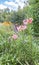 Pink lily of Asiatic Hybrids and Virginia spiderwort Tradescantia virginiana in the garden