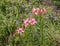 Pink lily of Asiatic Hybrids and Virginia spiderwort Tradescantia virginiana in the garden