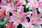 Pink lily backgrounds