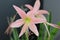 Pink lily with beautiful colors. front angle photography. anther and pollen visibly seen .five petals. radiant and bright flower.