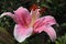 Pink lily - close-up