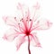Pink Lily In Flight: A Stunning 3d X-ray Illustration