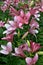 Pink lily flourish- bright flowers in blossom in flowerbed, blooming, vertical floral background