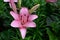 Pink lily flourish- bright flowers in blossom in flowerbed, blooming, vertical floral background