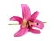 Pink lily flower