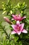 Pink lily flower. Beautiful lily flower in the garden. Lily Lilium hybrids flower