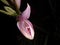 A pink lily flower that begins to open. black background. There is room for text.