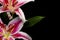 Pink lily flower and bench a floral arrangement black background