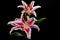 Pink lily flower and bench a floral arrangement black background