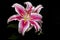 Pink lily flower and bench a floral arrangement black background