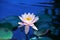 Pink lily flower blossom on blue water and green leaves background close up, beautiful purple waterlily in bloom on pond, lotus