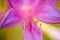 Pink lily flower with bright yellow green lighting effects