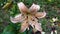 Pink Lily flower on green leaves background. Lilium longiflorum flowers in garden