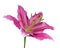 Pink Lily Flower on a Green Stick Isolated