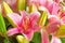 A pink lily flower indoors with lush green leaves. Closeup of a beautiful bunch of natural flowers with detail