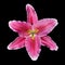 Pink Lily Flower Isolated on Black Background