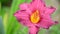 Pink lily in flowerbed close-up