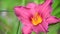 Pink lily in flowerbed close-up