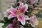 Pink lily flowers amongst bunch of flowers landscape format.