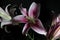 Pink Lily flowers blooming in the darkness