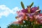 Pink Lily flowers close-up against the blue sky. Beautiful summer landscape. Flowering shrubs