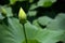 Pink Lily Lotus with bulb green leaf