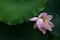 Pink Lily Lotus rain drops