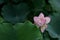 Pink Lily Lotus rain drops