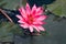 Pink lily Nymphaea on the water surface