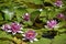 Pink Lily Pad at the Sasebo Japanese Gardens in Albuquerque New Mexico