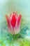 Pink lily shaped tulips Whispering dream blooming in garden