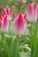 Pink lily shaped tulips Whispering dream blooming in garden