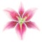 Pink lily on a white background