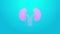 Pink line Human kidneys icon isolated on blue background. 4K Video motion graphic animation