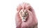 Pink lion on white