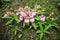 The Pink-Lipped Habenaria (Pink Snap Dragon Flower) found in tro